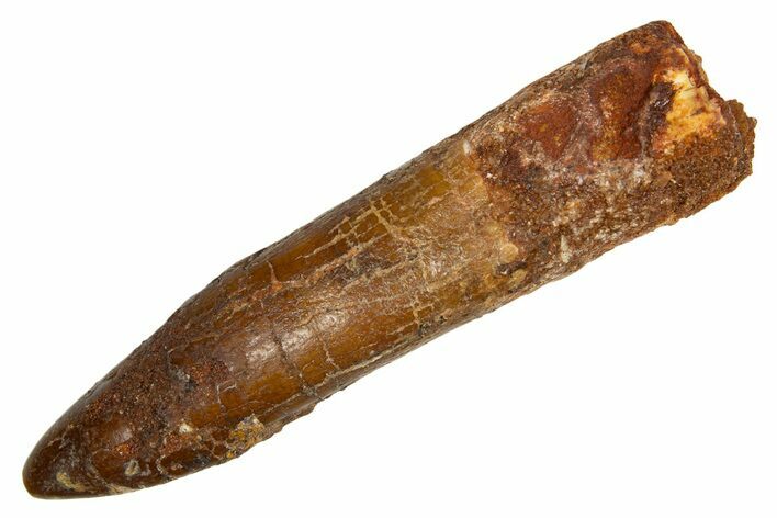 Fossil Sauropod Dinosaur (Titanosaur) Tooth - Morocco #333718
